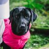 Dog Coats Small Waterproof,Warm Outfit Clothes Dog Jackets Small,Adjustable Drawstring Warm And Cozy Dog Sport Vest-pink size L