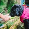 Dog Coats Small Waterproof,Warm Outfit Clothes Dog Jackets Small,Adjustable Drawstring Warm And Cozy Dog Sport Vest-pink size L